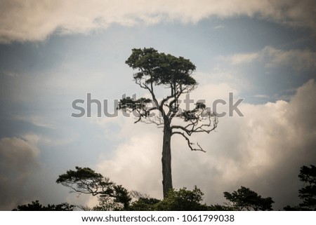 Tree on blue sky with white clouds. View up. Tropical holiday background for travel design. Vintage toned grunge effect. tree crown. Andaman islands