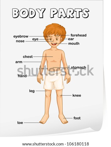 Illustration Of Boy Body Parts Stock Photo 104942657 - Avopix.com