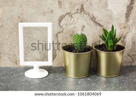 Mock up frame and cactus and succulent plants in pots