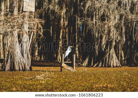 Caddo Lake State Park, Texas and Bald Cypress Trees draped with Spanish Moss in Bayous Royalty-Free Stock Photo #1061806223