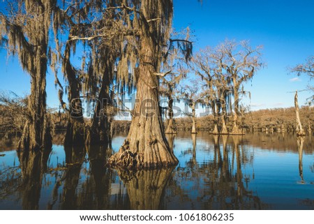 Caddo Lake State Park, Texas and Bald Cypress Trees draped with Spanish Moss in Bayous Royalty-Free Stock Photo #1061806235