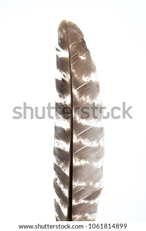 owl feather on white background