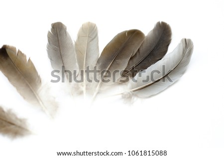 natural feathers on white background