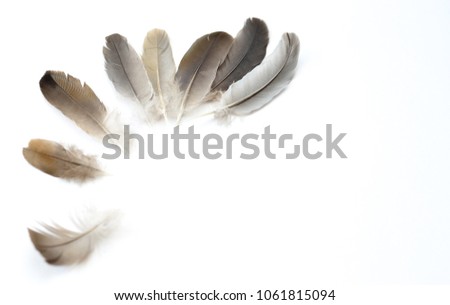 natural feathers on white background