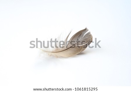 natural feather on white background