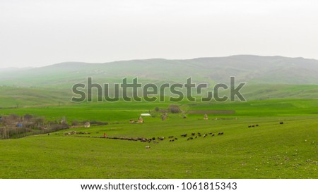 Herd of sheep near the village