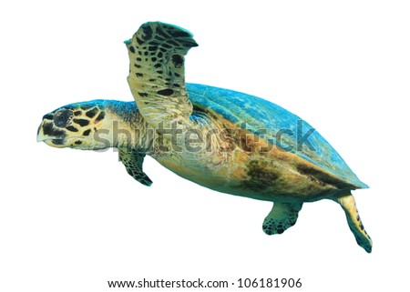 Turtle isolated on white background stock photo