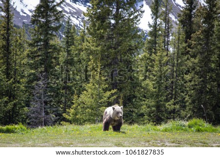 Wild Grizzly Bear in Meadow in Banff National Park, Alberta, Canada