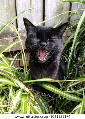 A black cat sitting in grass in a garden hissing and showing it's teeth.