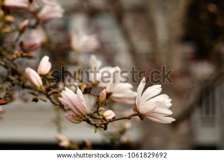 Pink magnolia branches flowers bud closeup