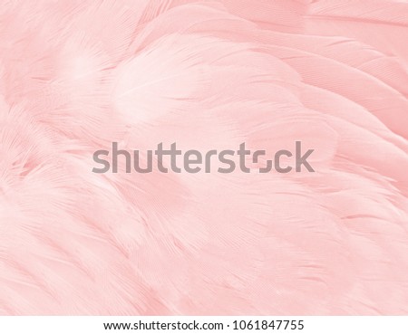 Coral Pink vintage color trends feather flamingo texture pattern background