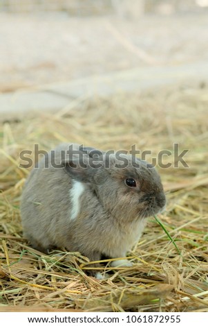 innocent little gray Rabbit in straw. Have some space for writ wording