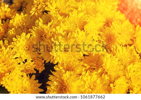 Yellow flowers texture and background for designer. Close up of sunflower in bloom.