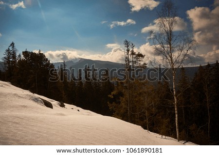 High in the mountains grow green coniferous trees. Colorful evening blue sky with clouds of clouds. On the cold ground lies white snow. Winter landscape on ecologically clean air in nature.