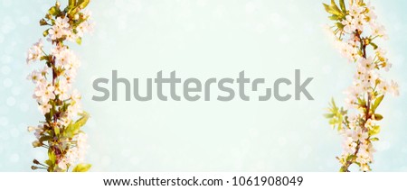 Beautiful Spring Nature background. The Flowering time of Flowers Sakura trees. Branch with white inflorescence cherry on light blue background. Wide Angle Web banner With Copy Space