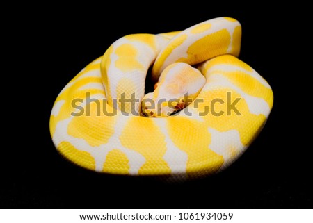 snake on black background.Ball python or Royal python.albino morph.
