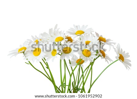 Bouquet of Chamomiles ( Ox-Eye Daisy ) isolated on a white background. Royalty-Free Stock Photo #1061952902