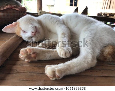 White cat sleeping Royalty-Free Stock Photo #1061956838