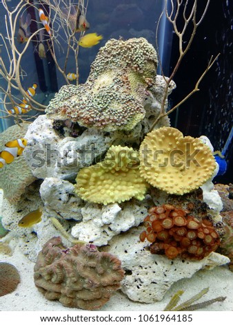 Photo of a coral colony reef with Anemones, Clownfish and seahorse on aquarium 