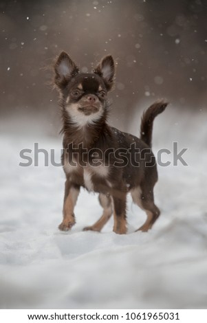 Cute Chihuahua puppy in the snow