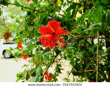 Closeup Image of Red Flower 