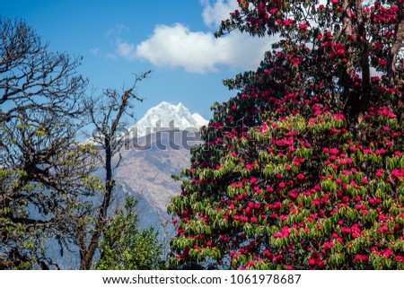 beautiful view of the landscape of the Himalayan mountains. Snow-covered mountain tops and flowering trees. trekking concept in the mountains