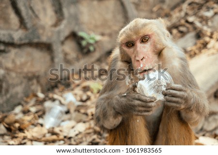 the monkey eats garbage. concept of nature protection and protection of animals