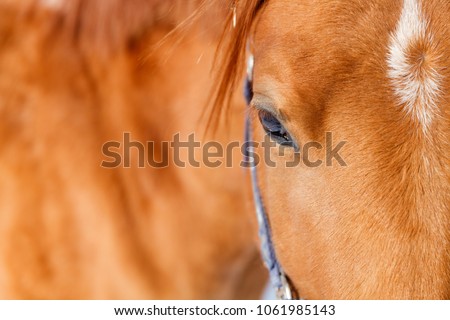 horse of red color close up