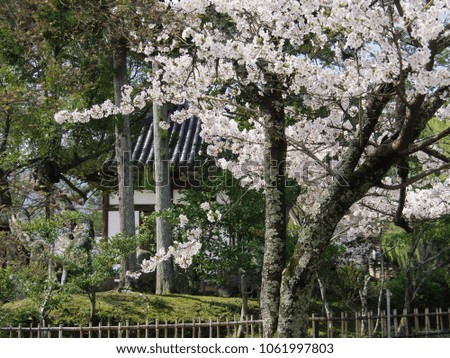Spring of Japan