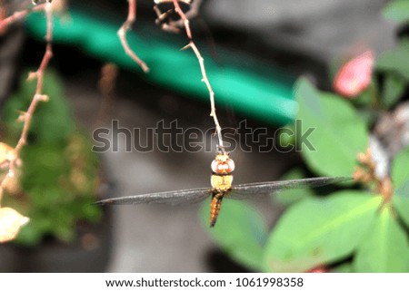 Dragonfly on Isolated Background