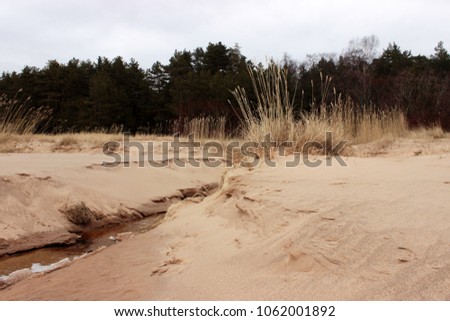 Stream between sand dunes with drowing grass, green forest. Beautiful baltic landscapes. Scenery nature view. Pretty card