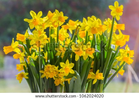 Daffodils, when the spring has arrived