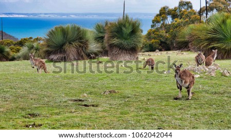 Kangaroos feeding on grass with blue ocean and Kangaroo Island in the distance