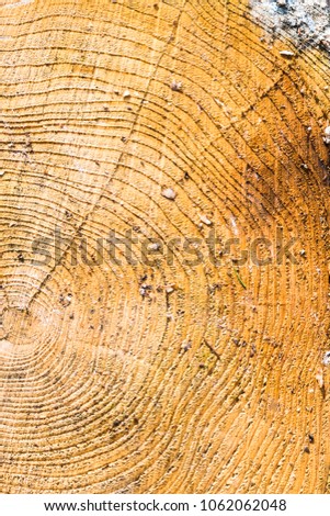 Wood texture with tree rings (growth rings)