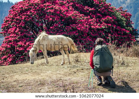 a man with a large camp backpack watching and photographing beautiful white horses in the Himalaya Mountains. trekking concept in the mountains