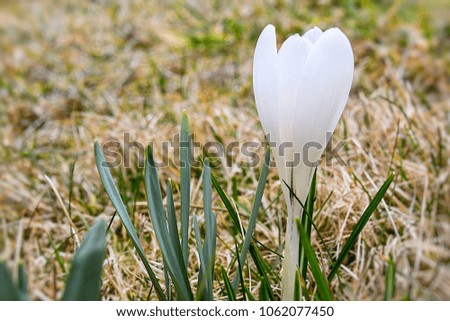 White crocuses in Alps after thaw.
