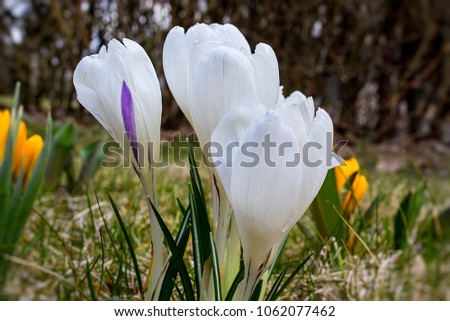 White crocuses in Alps after thaw.
