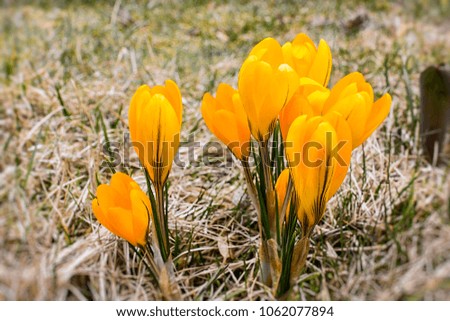 Yellow crocuses in Alps after thaw.