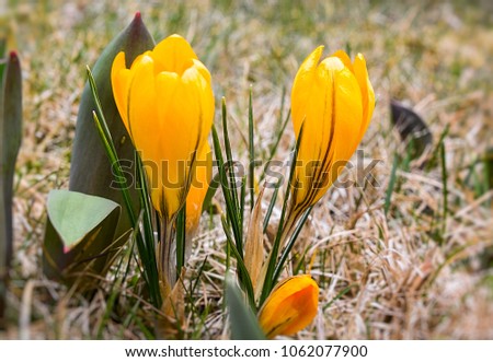 Yellow crocuses in Alps after thaw.