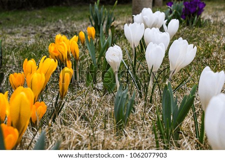Yellow and white crocuses in Alps after thaw.