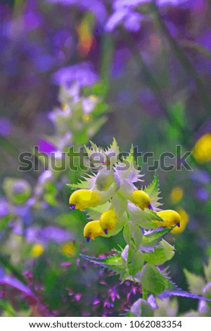 Spring background with beautiful yellow flowers close up