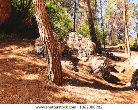 View inside of the forest on the trees. Coniferous forest. Trees grow in the middle of the forest