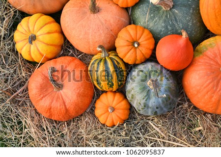 Different varieties of squashes and pumpkins on straw. Colorful vegetables top view