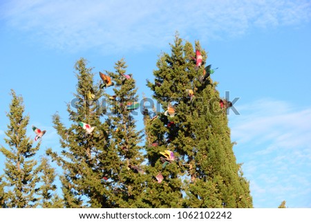 pigeons, Costa Blanca - Spain 