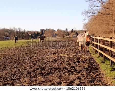 Horses in muddy field, Chorleywood, Hertfordshire