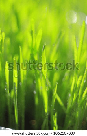 
green blurred  background, closeup of grass with rain drops