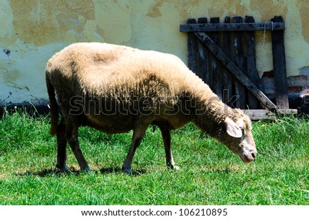 Single sheep feading