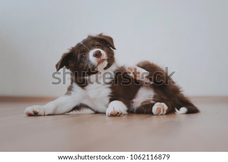 Puppy is scratching yourself on the floor Royalty-Free Stock Photo #1062116879