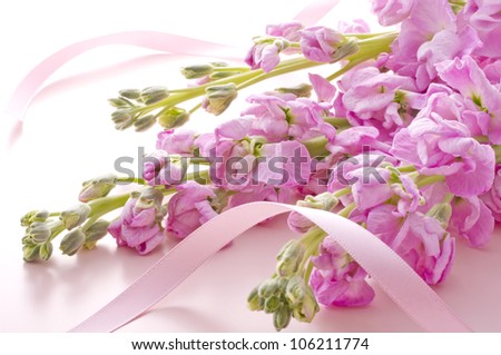 stock flower and ribbon on pink background