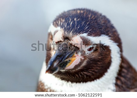 Portrait of a penguin